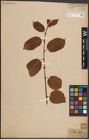 Foto von Salix caprea L.